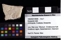 Foto (Objket + Etiketten) von Decapoda indet. 